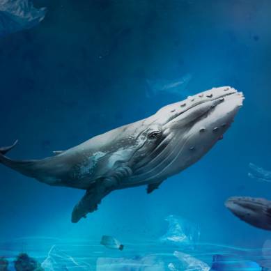 DeeStream (DST) Menarik Investasi Besar dari Pemegang Tether (USDT) dan Filecoin (FIL)